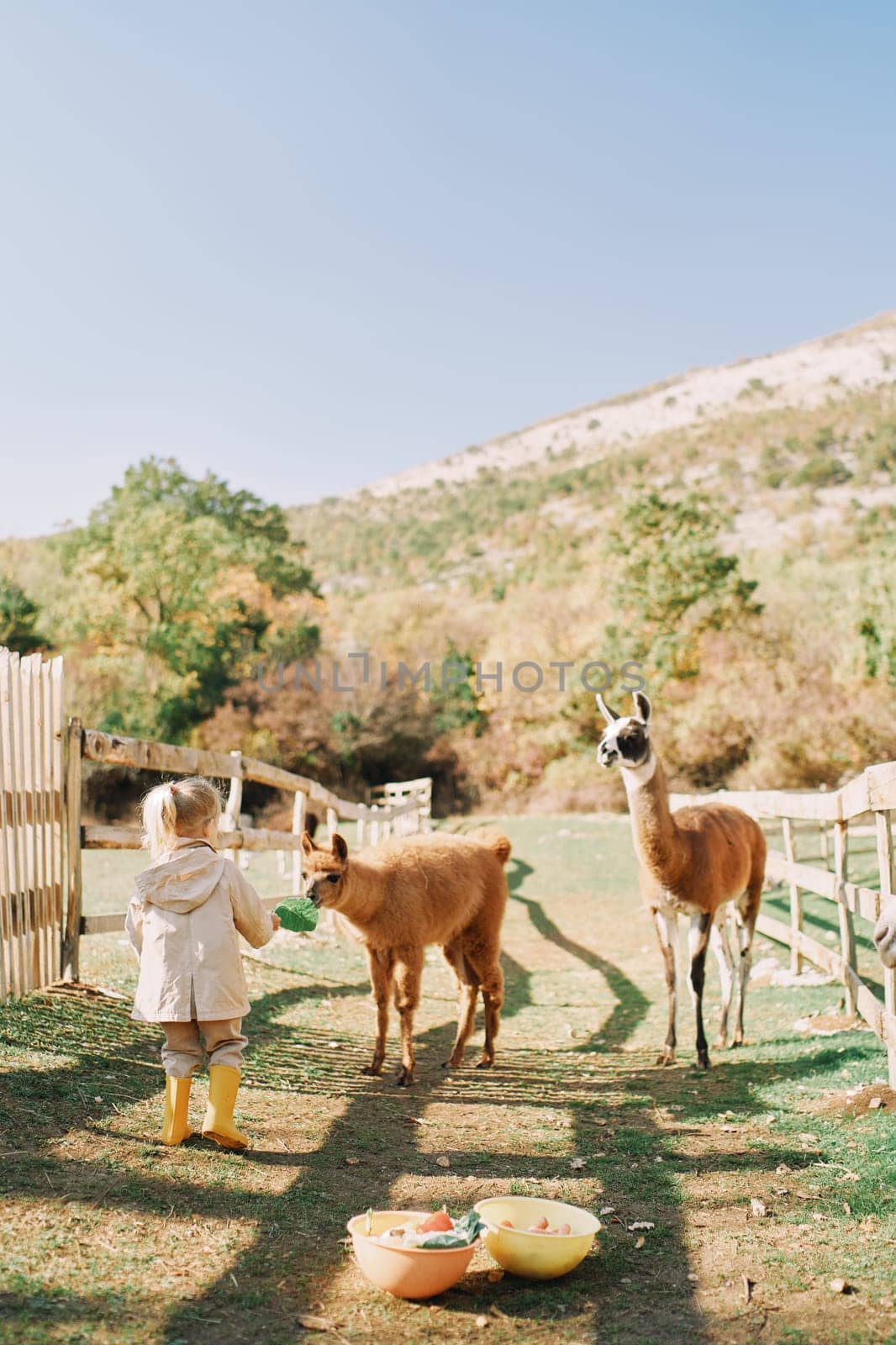 Little girl hands a cabbage leaf to a brown alpaca near a pen in a pasture by Nadtochiy