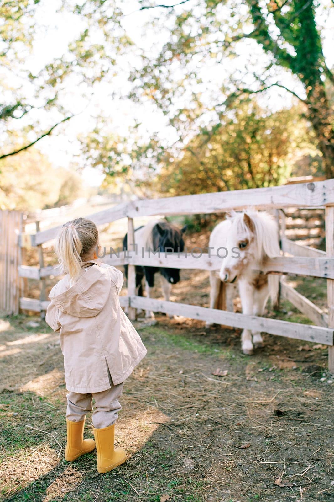 Little girl stands in front of ponies standing behind a wooden fence in a pasture. Back view by Nadtochiy