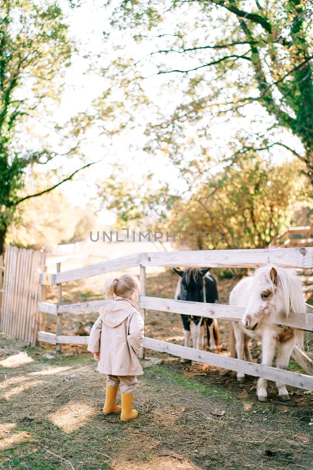Little girl looks at ponies behind a fence in a paddock on a ranch. Back view. High quality photo