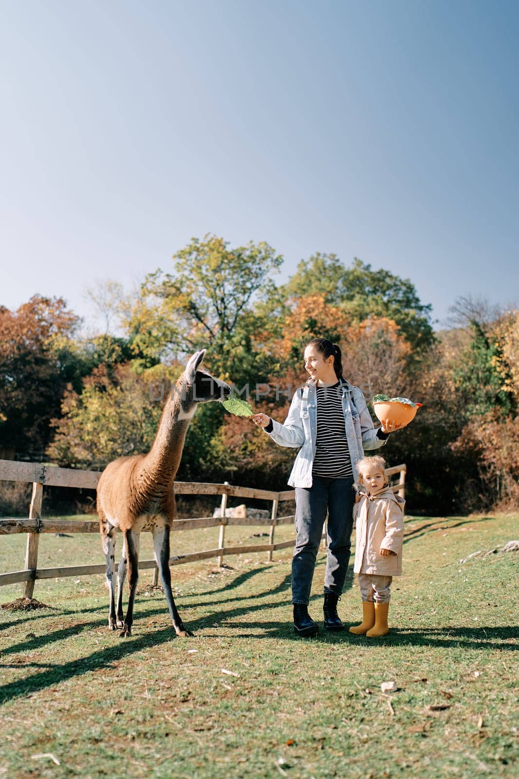 Little girl stands near her mother feeding a brown llama a cabbage leaf. High quality photo