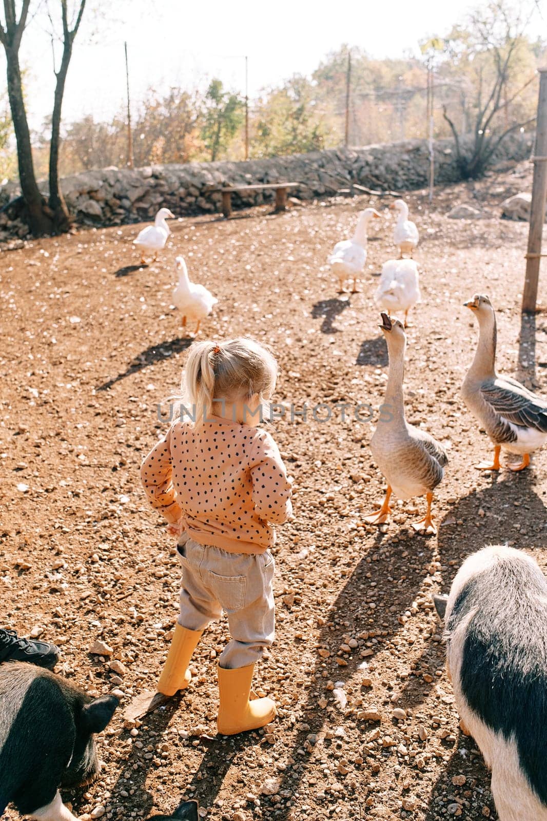 Little girl looks at geese while standing near fluffy pigs in park. Back view by Nadtochiy