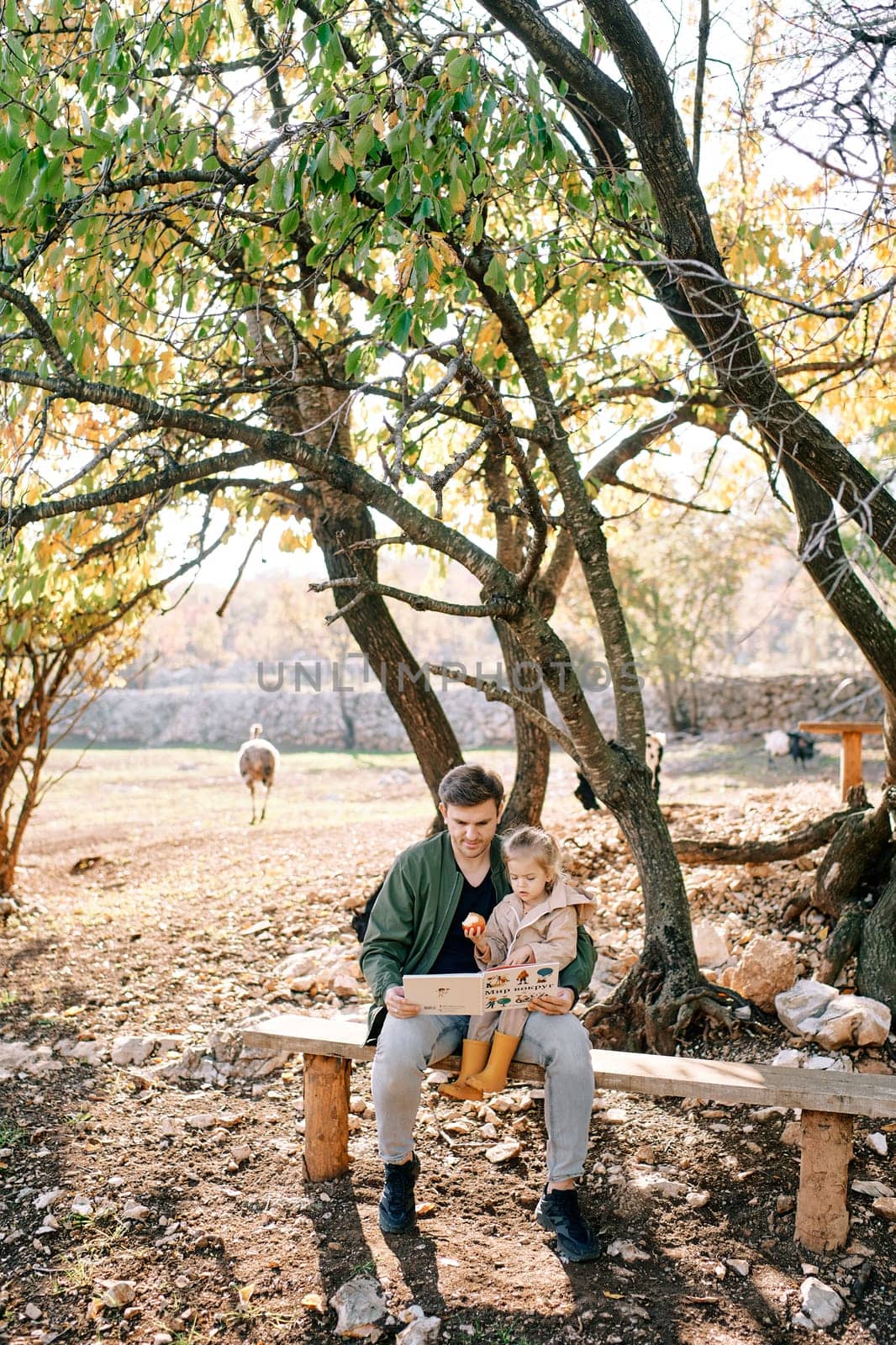 Dad reads a book to a little girl gnawing an apple while sitting on a bench under a tree on a farm. High quality photo