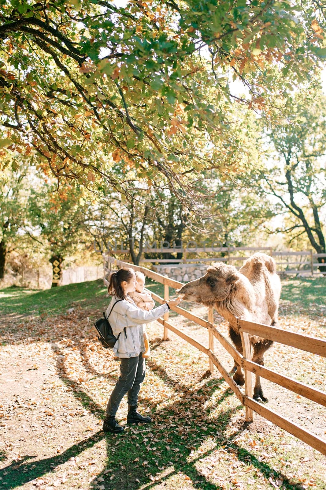 Mom with a little girl in her arms feeds carrots to a camel peeking out from behind the fence. High quality photo
