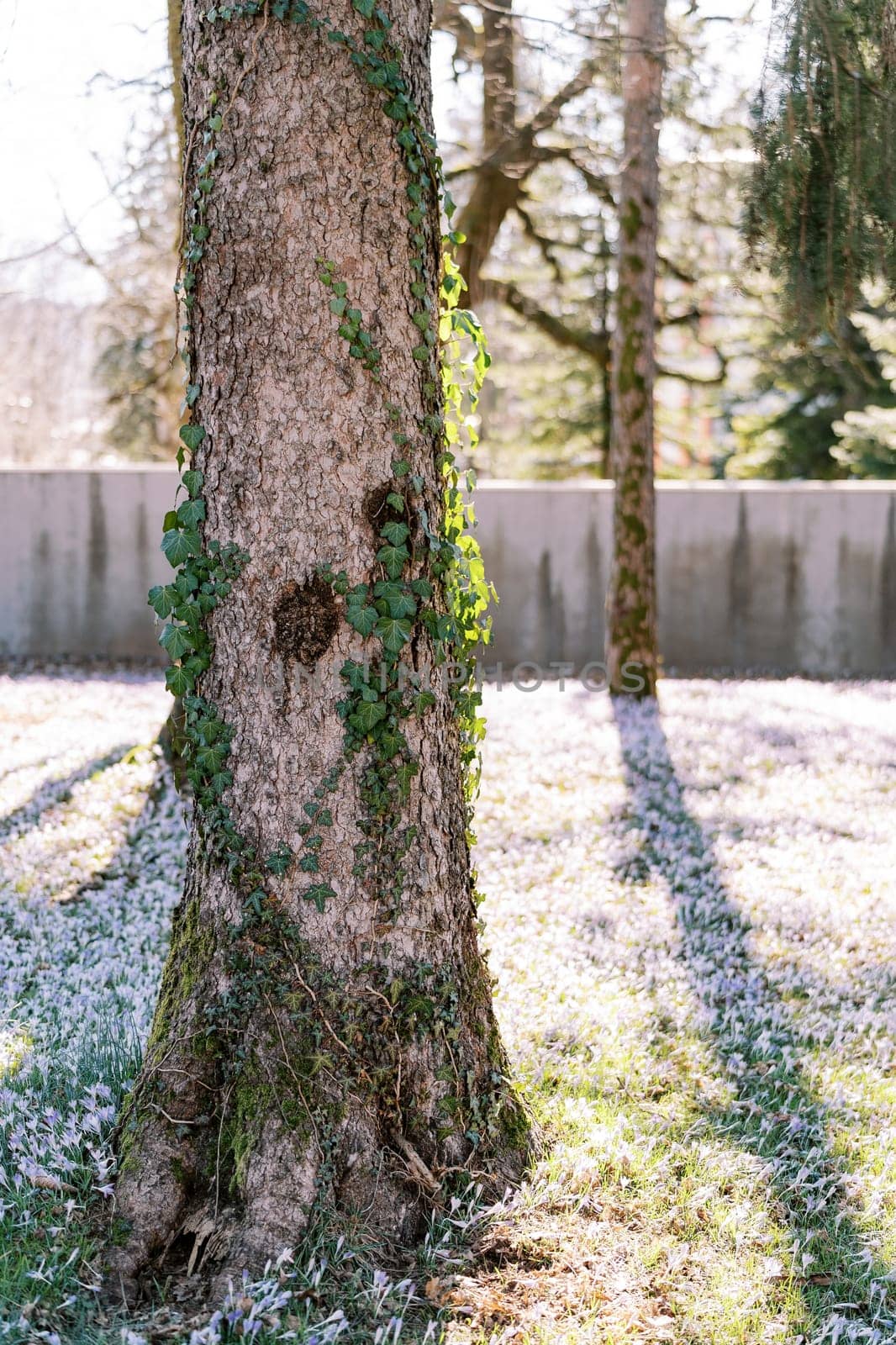 Pine overgrown with green ivy in a clearing among blooming blue crocuses. High quality photo