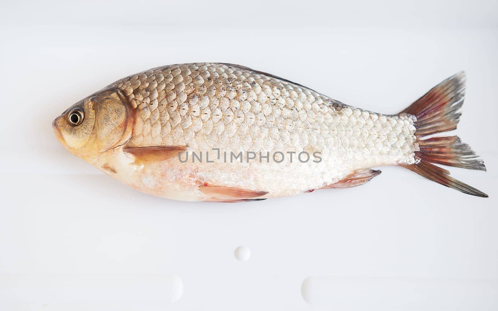 Freshly caught crucian fish lies on a white stand. Catch trophy. View from above. by sfinks