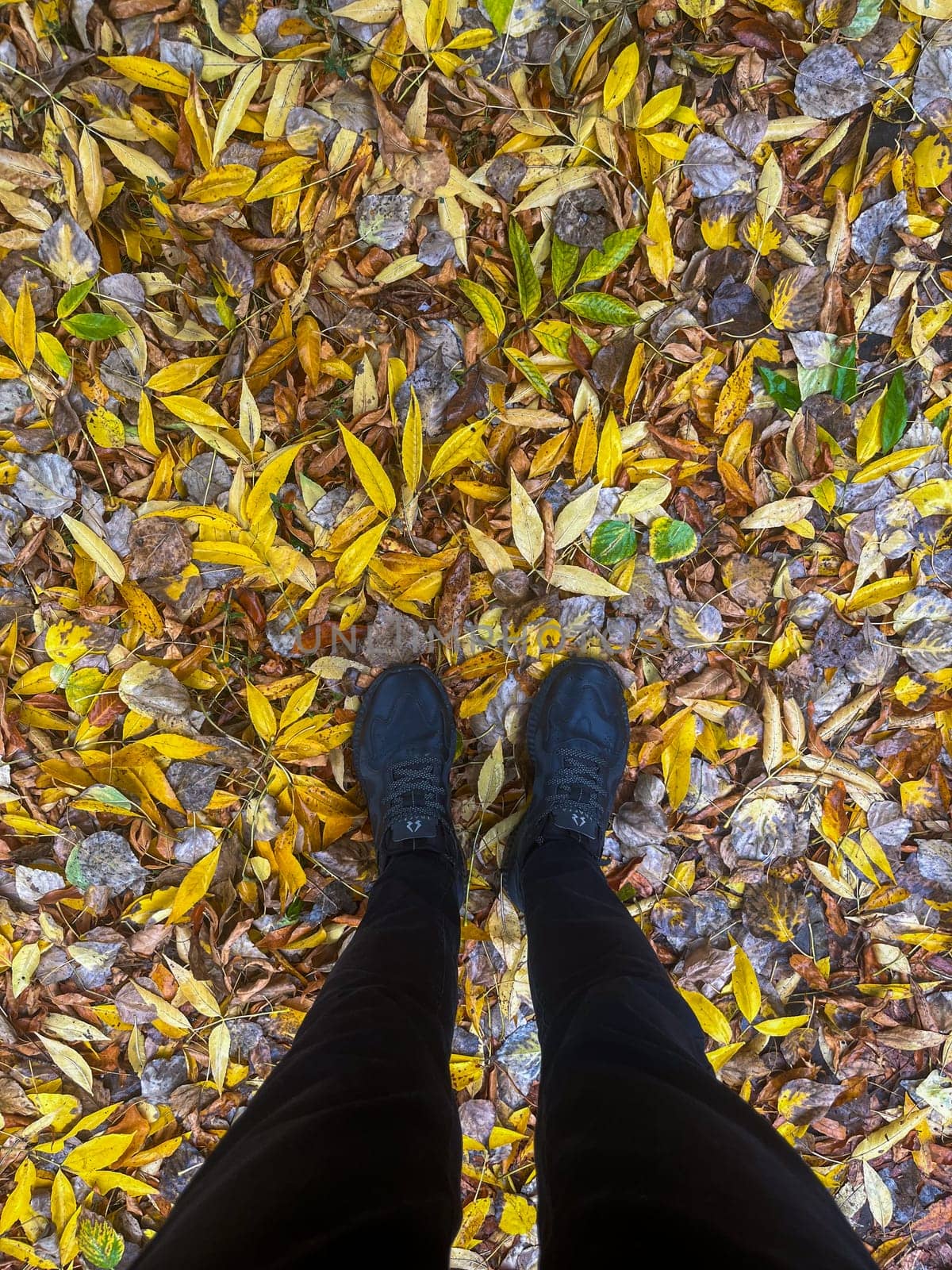 top view of male black legs on a background of yellow leaves.