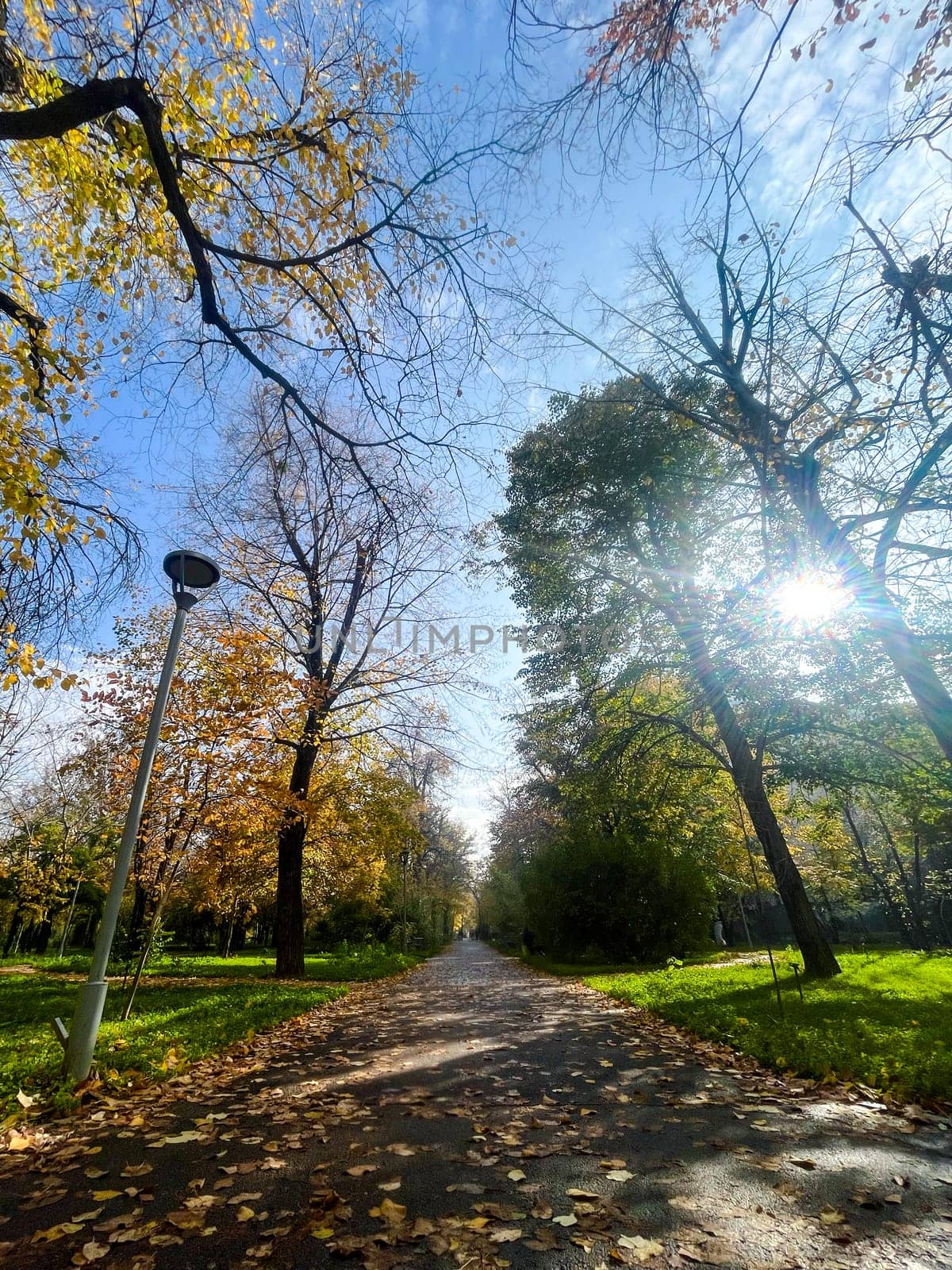 avenue of yellow trees in the park in autumn.