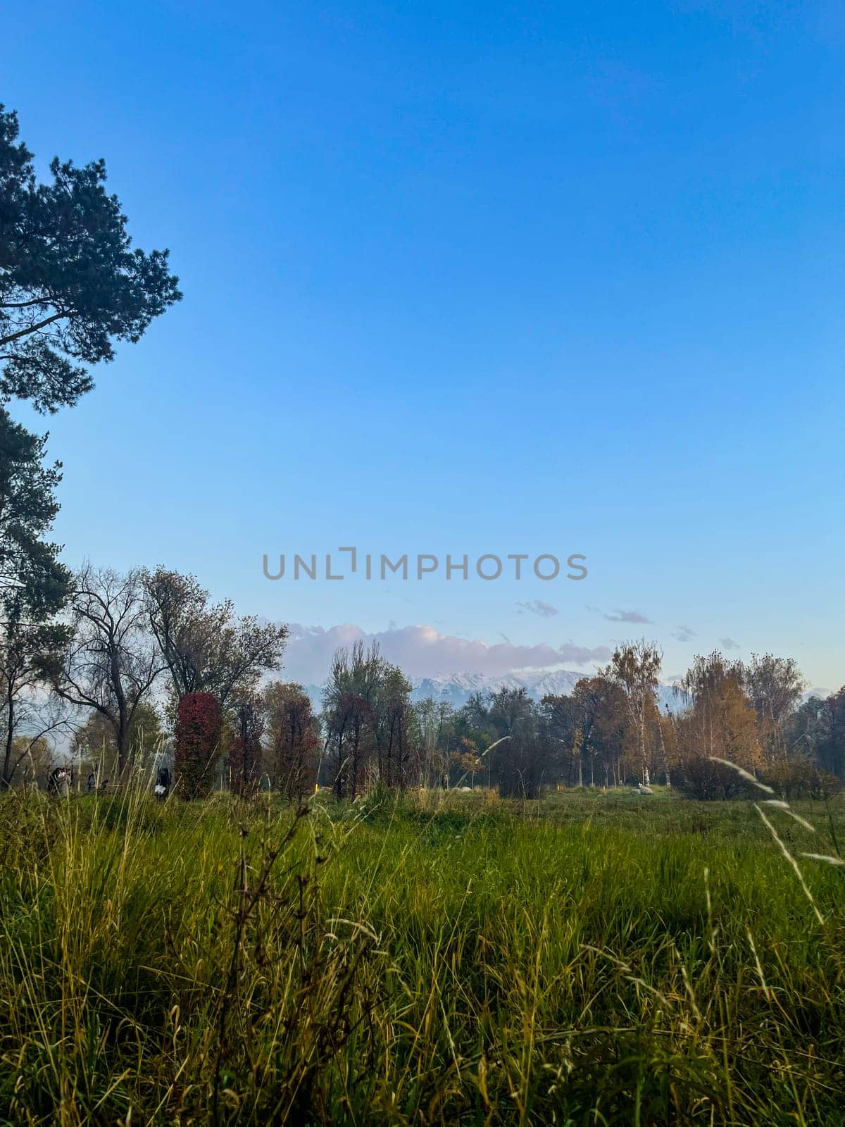 close-up of green grass in the park against the background of mountains at sunset by Pukhovskiy