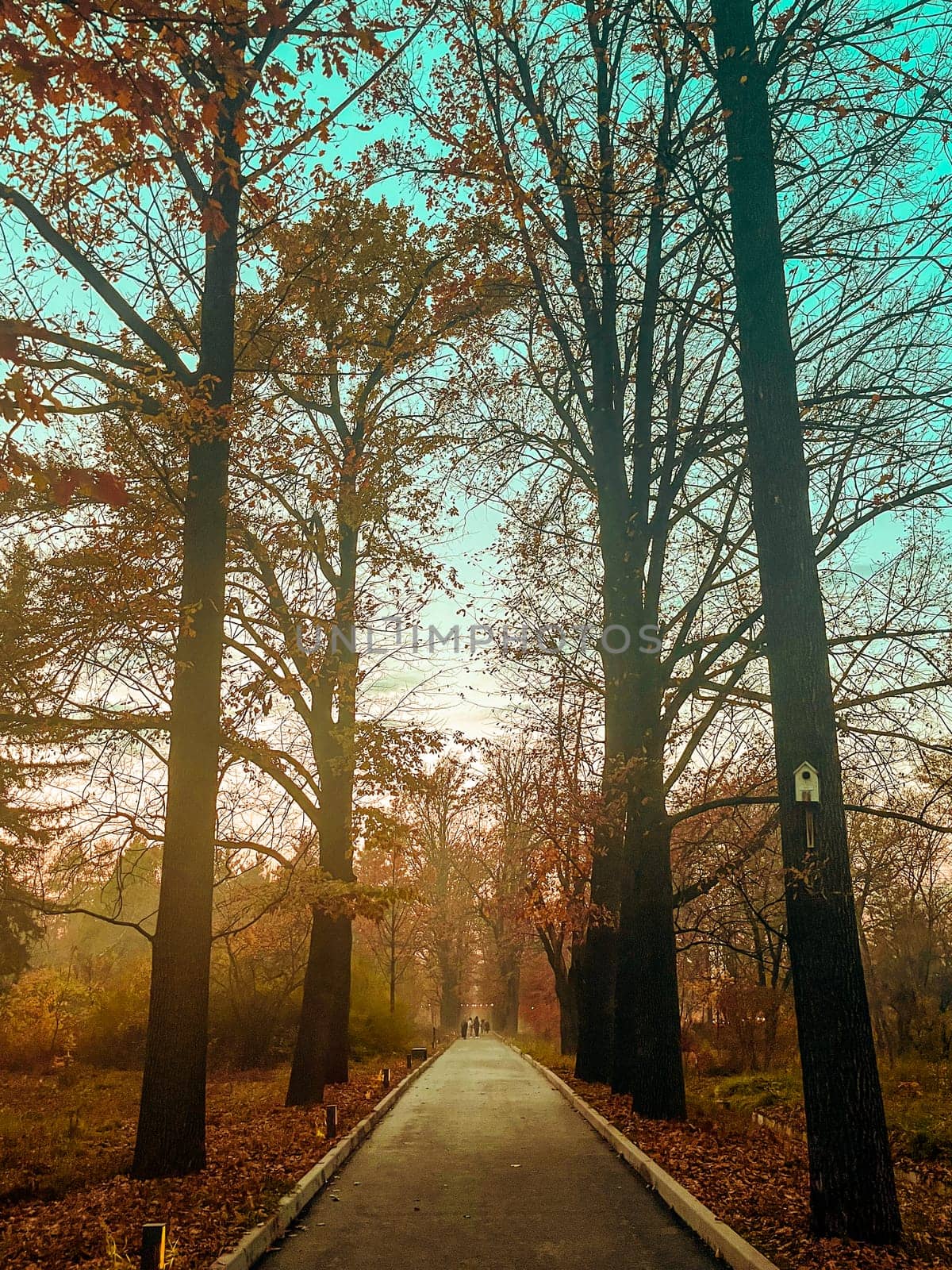 prospect Autumn avenue of fallen trees in the evening.