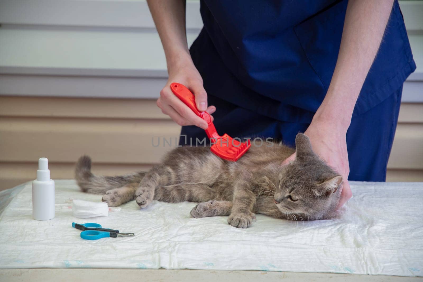 veterinarian combs a street gray kitten at the volunteer aid station free cat help, gives him first aid removes parasites, fleas, ticks. High quality photo