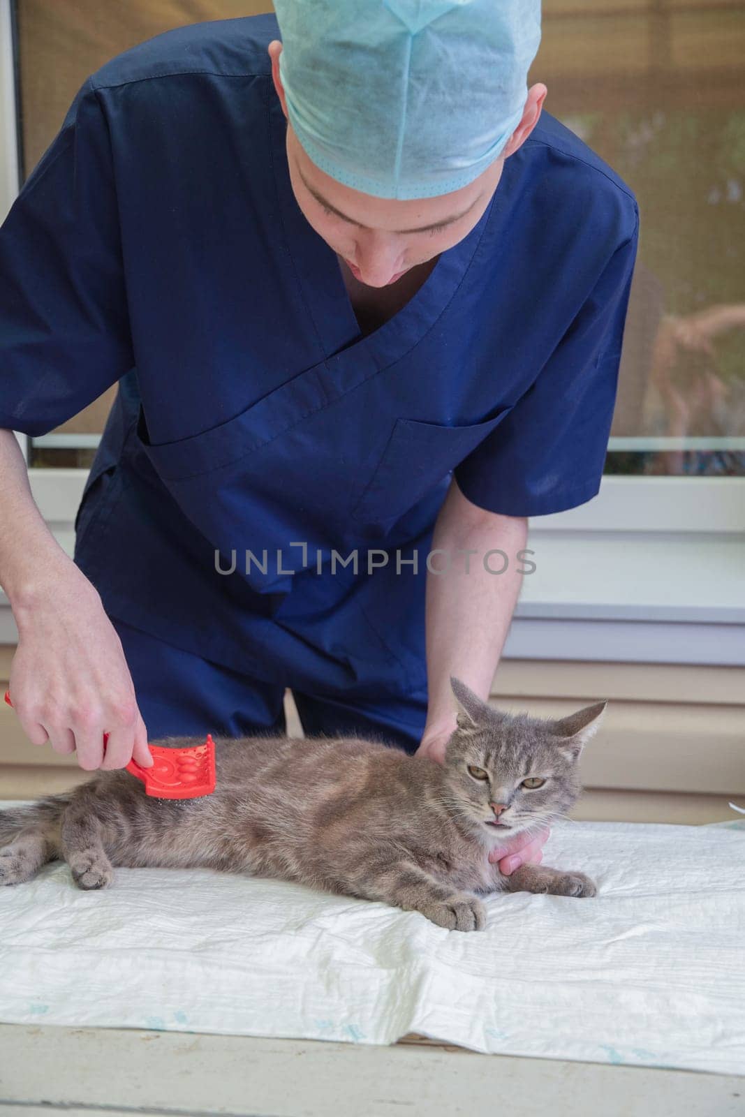 veterinarian combs a street gray kitten at the volunteer aid station free cat help, gives him first aid removes parasites, fleas, ticks. High quality photo