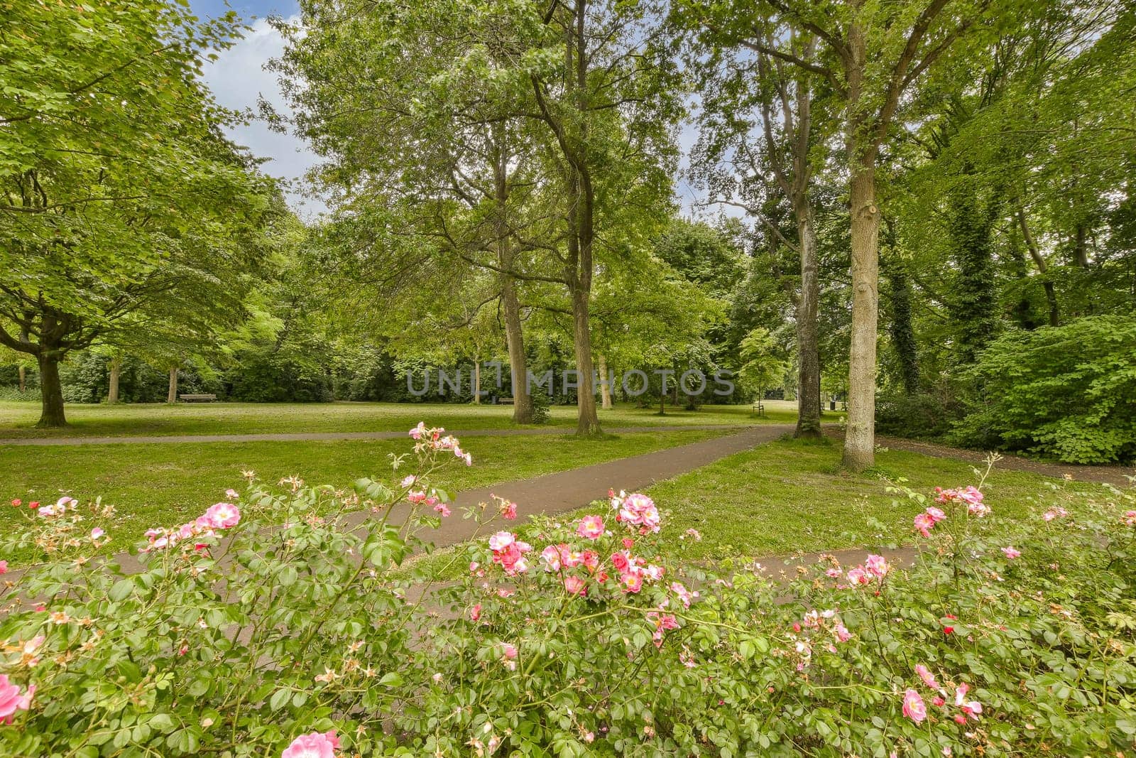 some pink flowers in the middle of a park with trees and green grass on either side, there is a paved path leading to