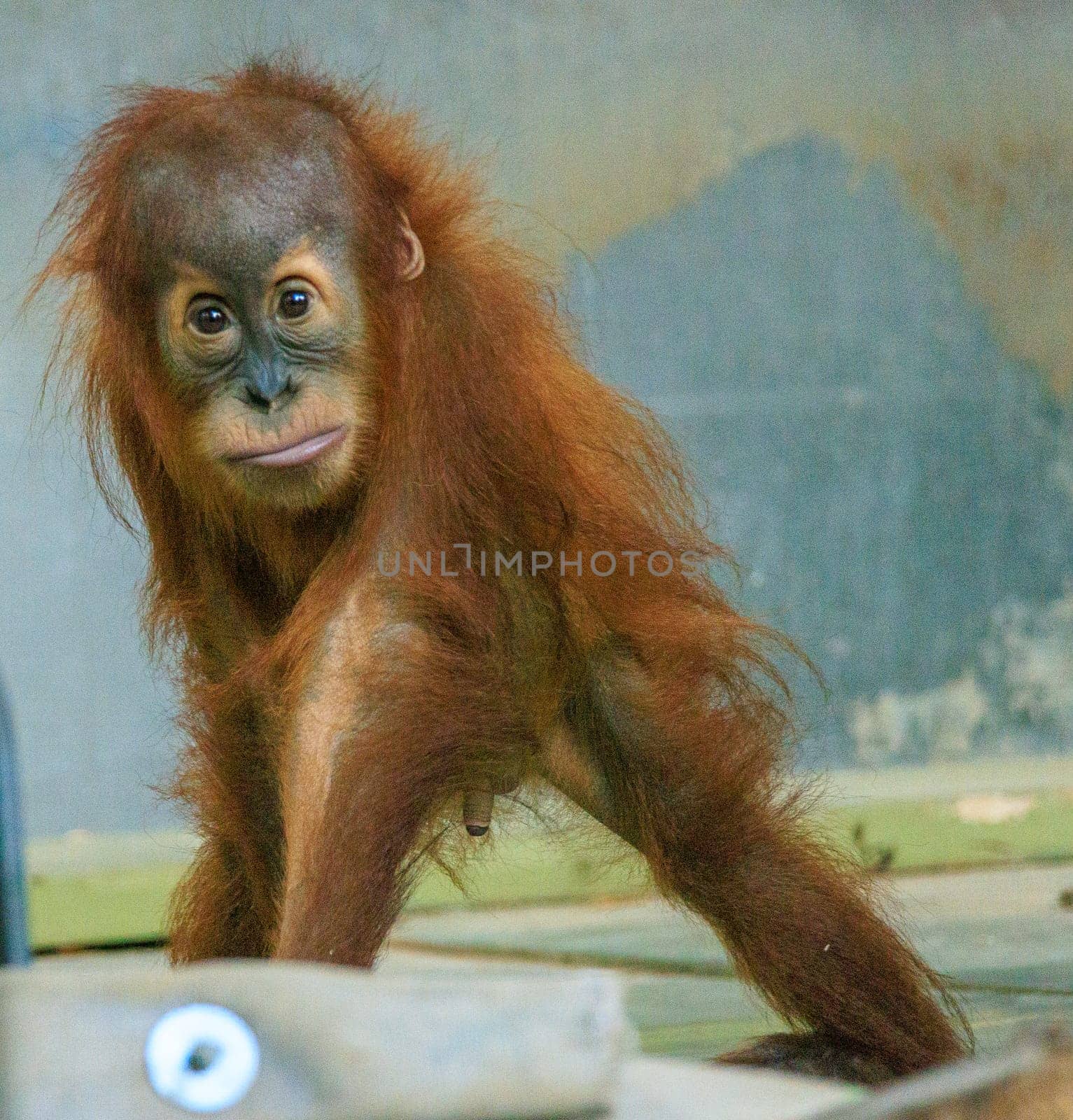 Baby Orangutan Looks Around For Someone to Play With. Mom was totally ignoring him so he wandered about trying everything to have some fun