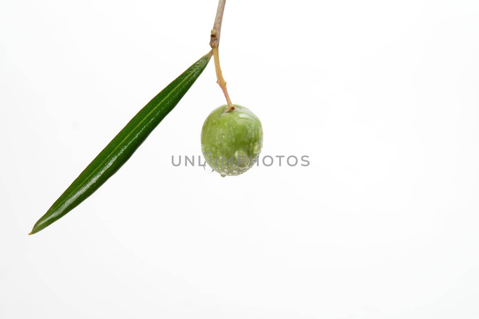 green olive with dewdrops on the branch of an olive tree by joseantona