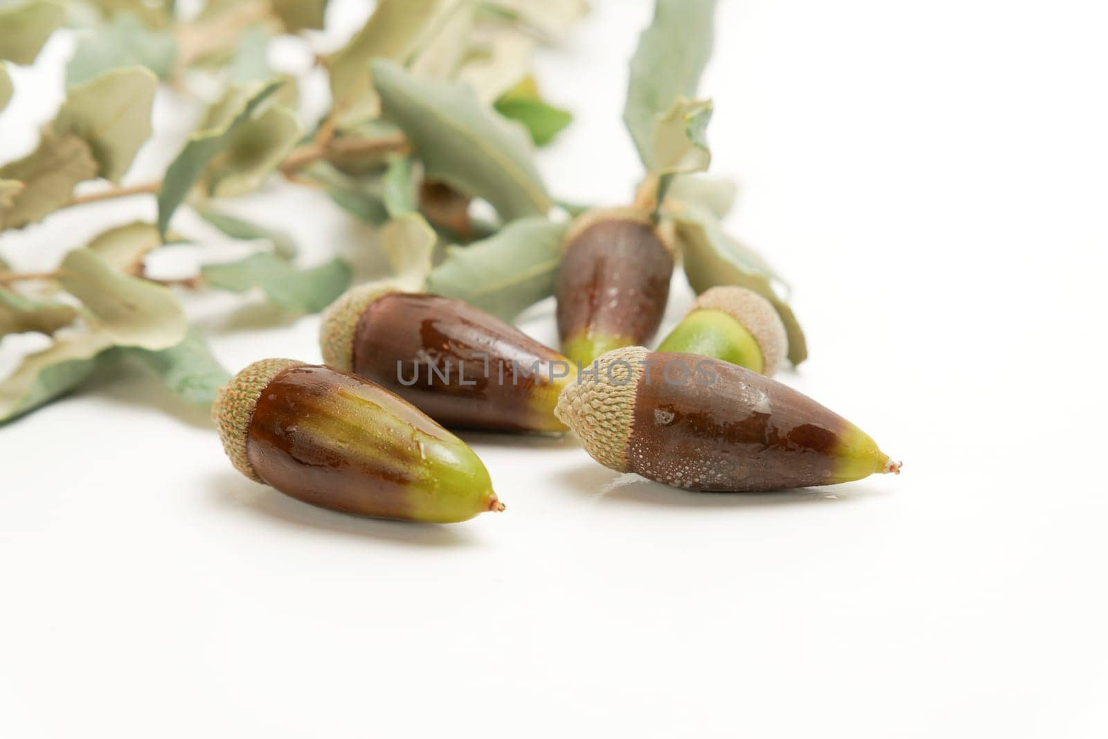 ripe acorns with dewdrops on the branch of an oak isolated on a white background