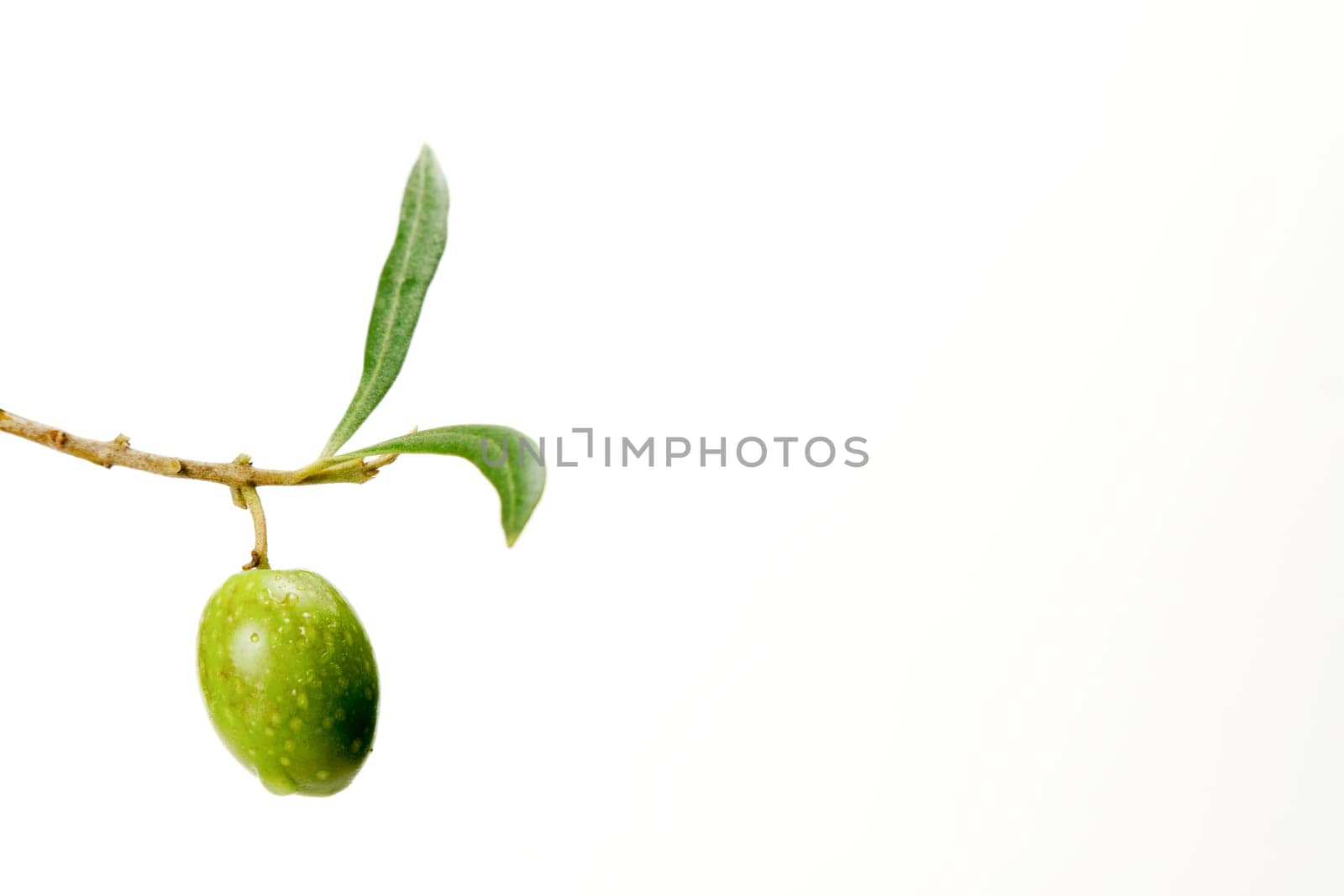 green olive with dewdrops on the branch of an olive tree by joseantona