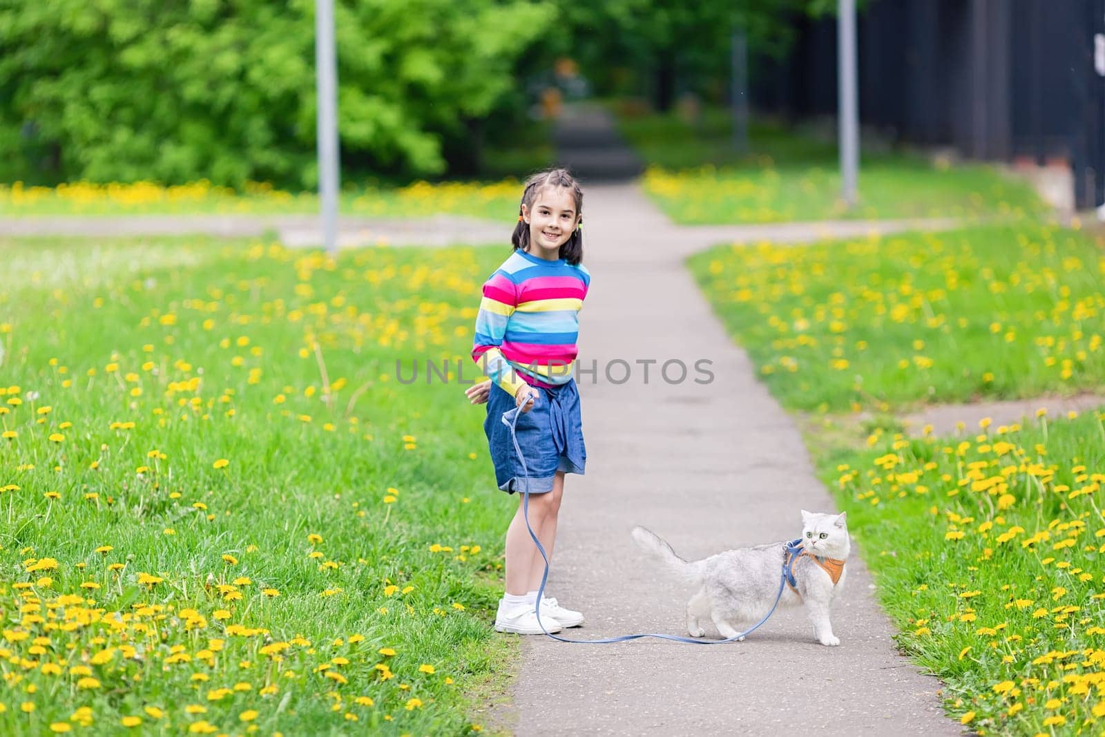 A happy little girl walks an adorable white British cat, dressed in an orange harness, in the park in spring. Copy space