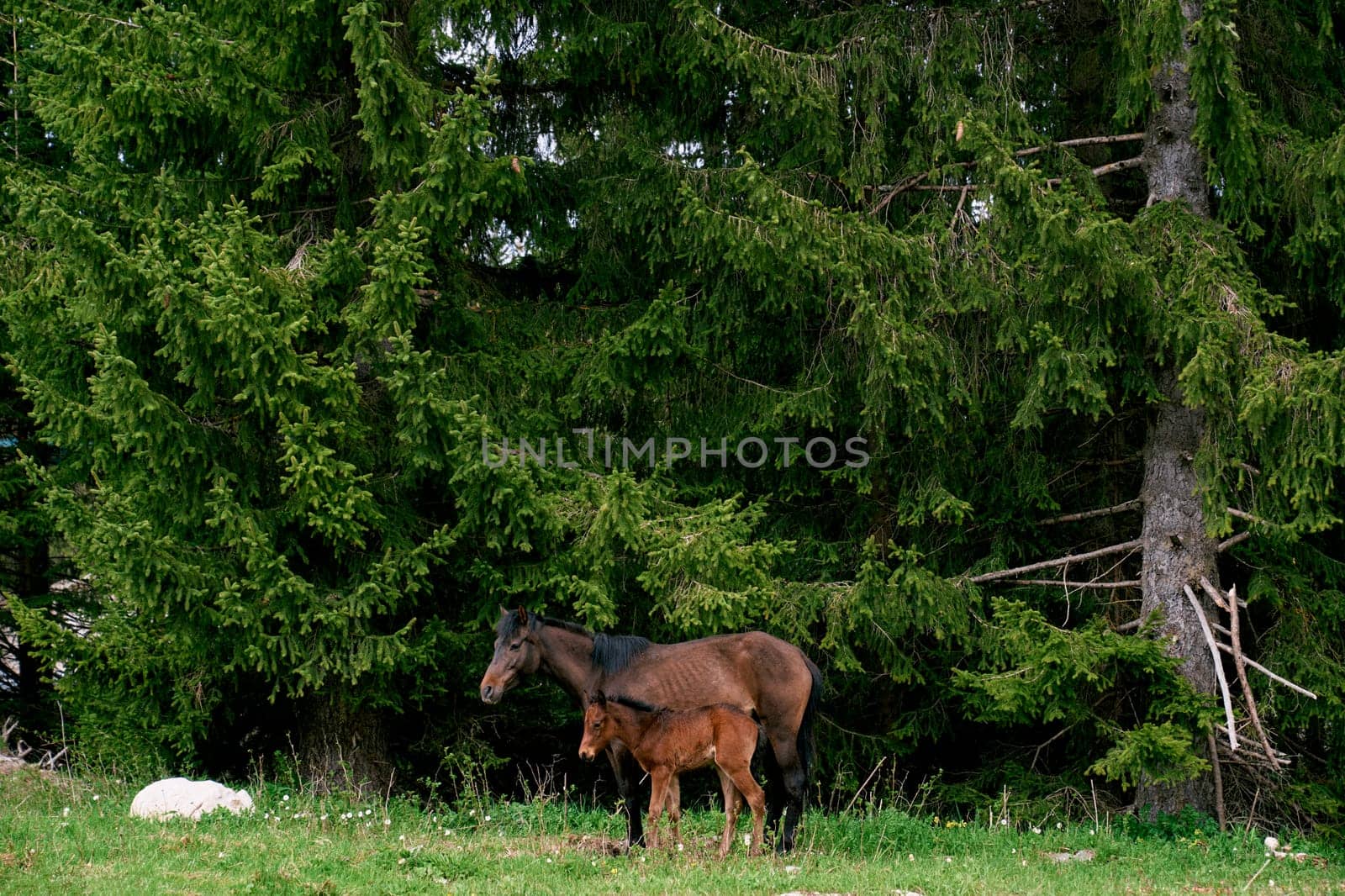 Bay mare with a foal stands near spruce trees on a green lawn. High quality photo
