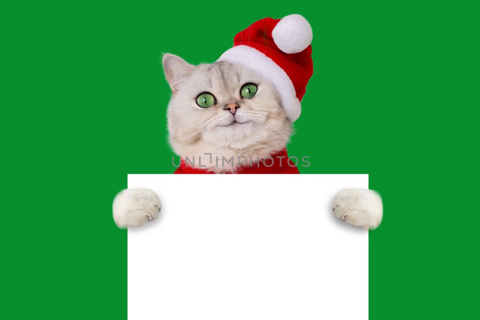 Funny smile cat wearing a red santas hat holds a white blank banner mock up, isolated on green background. Copy space