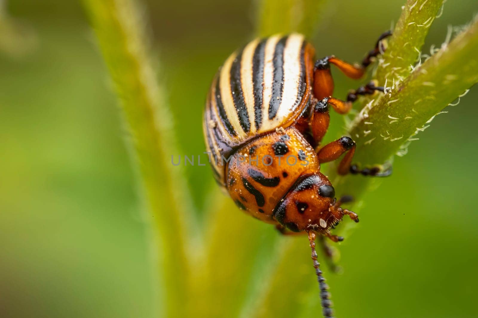 Colorado potato beetle on potato sprouts by zokov