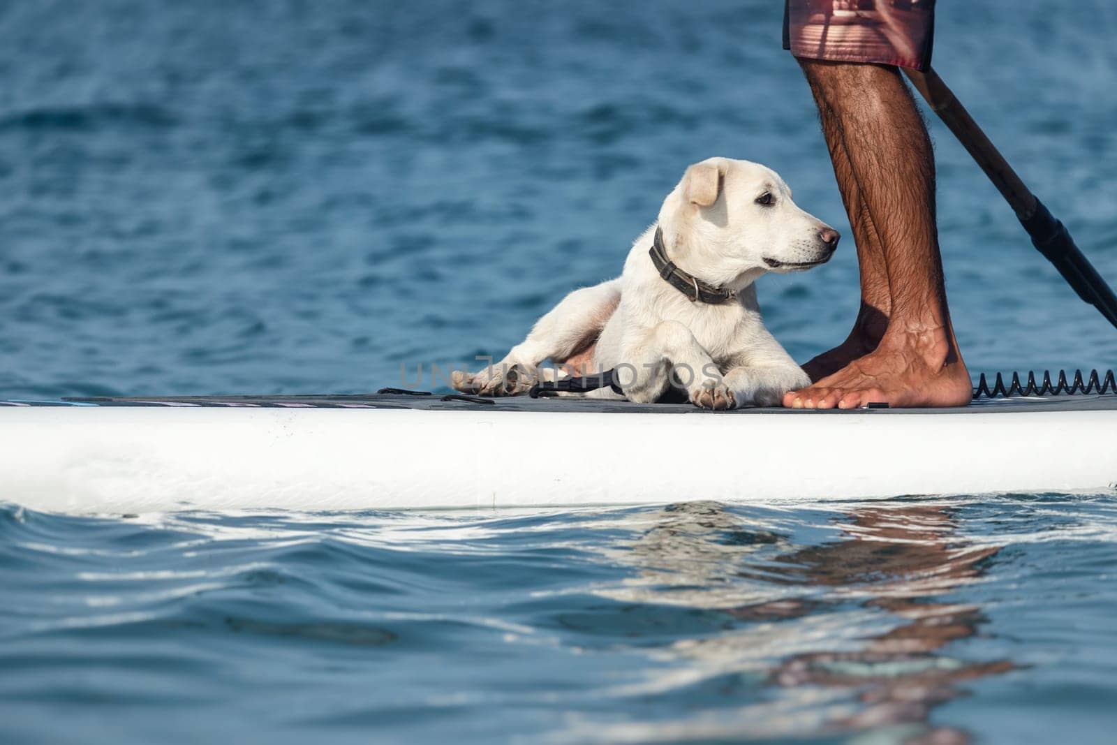 a guy on a sup board with a paddle with a dog stands on the sea in summer, Stand Up Paddle by Rotozey