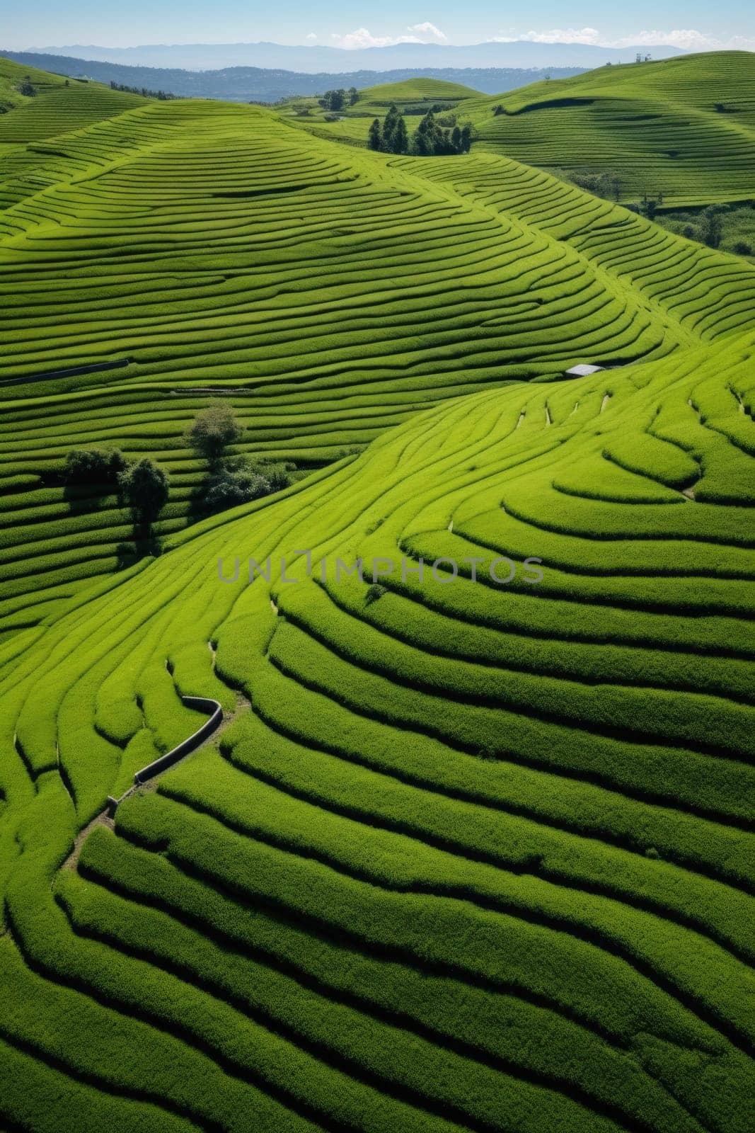 Green tea plantation at sunrise time,nature background. Aerial view. AI Generated