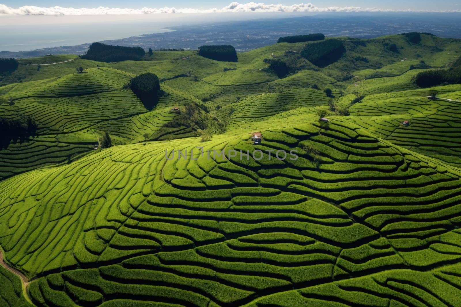 Green tea plantation at sunrise time,nature background. Aerial view. AI Generated