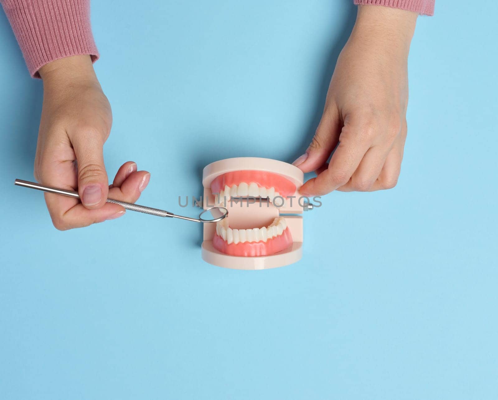 A woman's hand holds a model of a human jaw with white teeth and a medical mirror on a blue background by ndanko