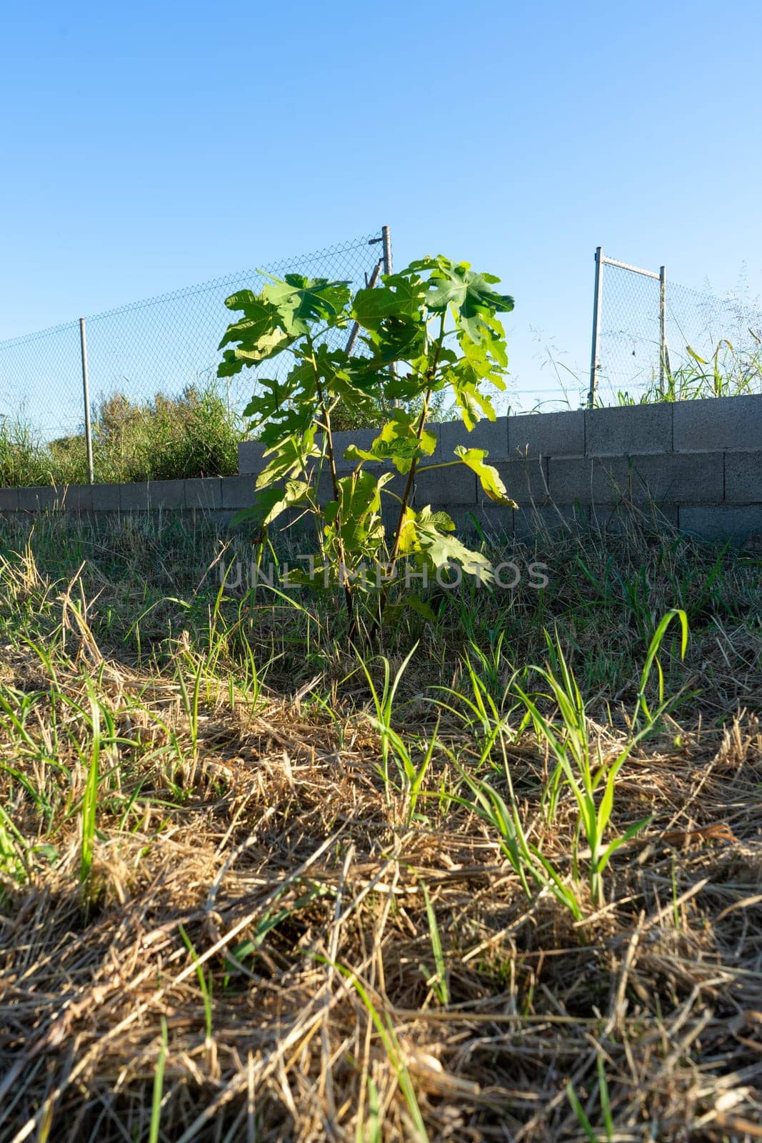 View of a small fig tree in full development in a crop field on a nice sunny day