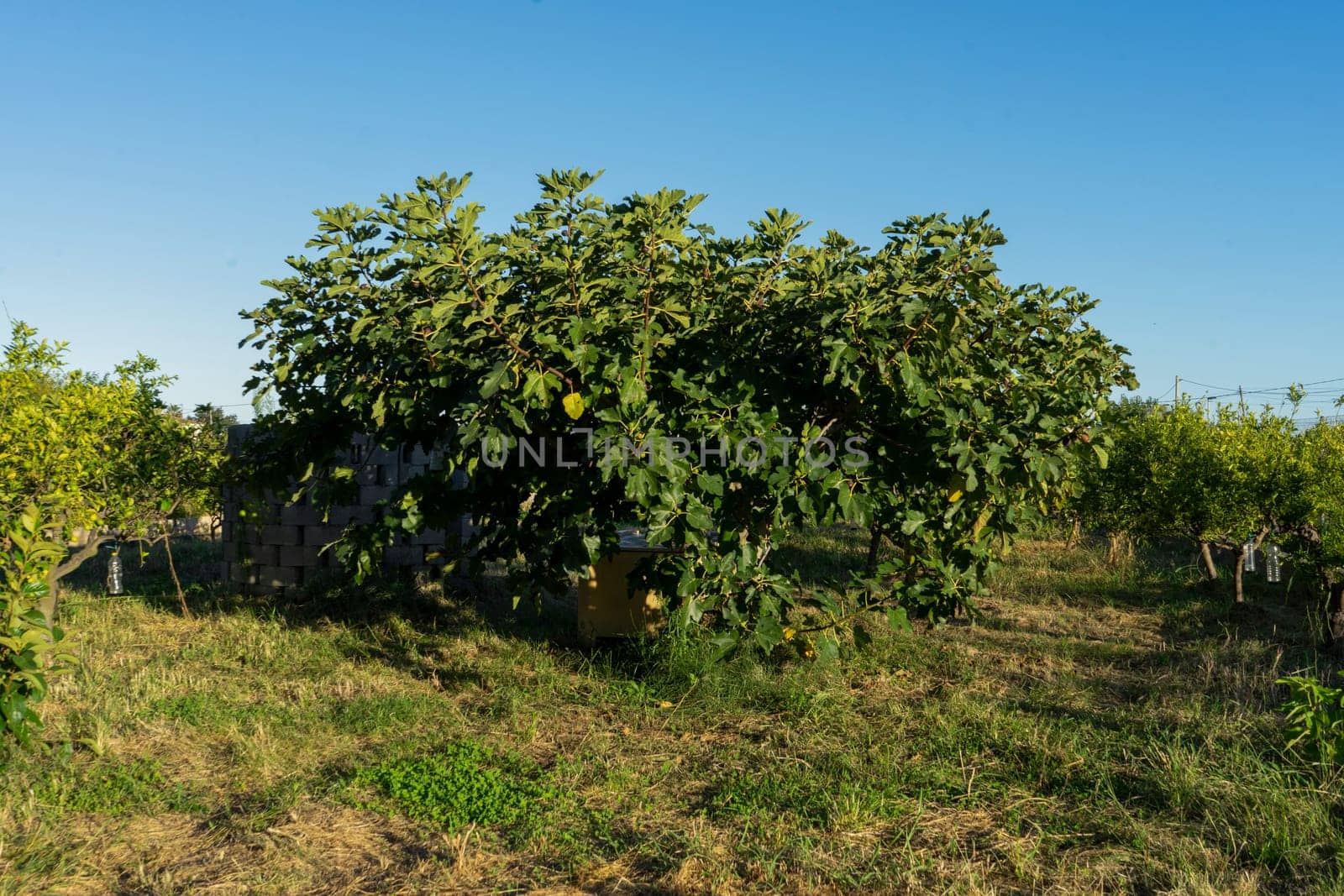 View of a splendid fig tree in a crop field on a nice sunny day.