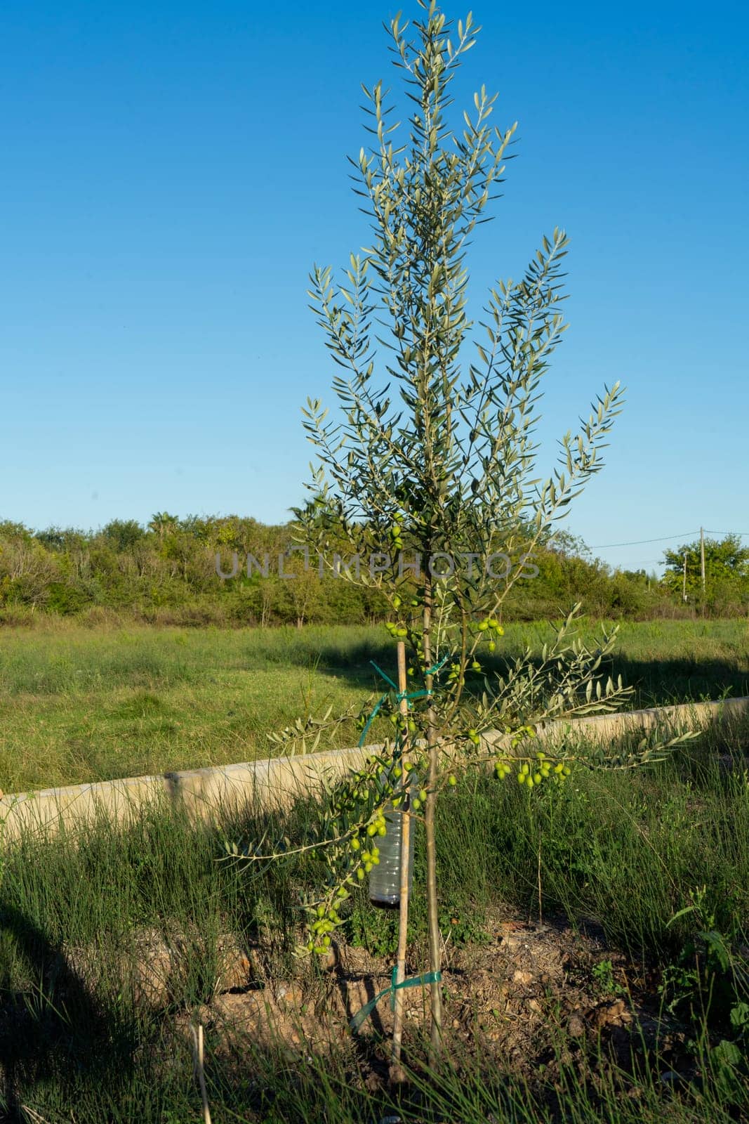 Small and strong olive tree growing vigorously in a crop field on a sunny day