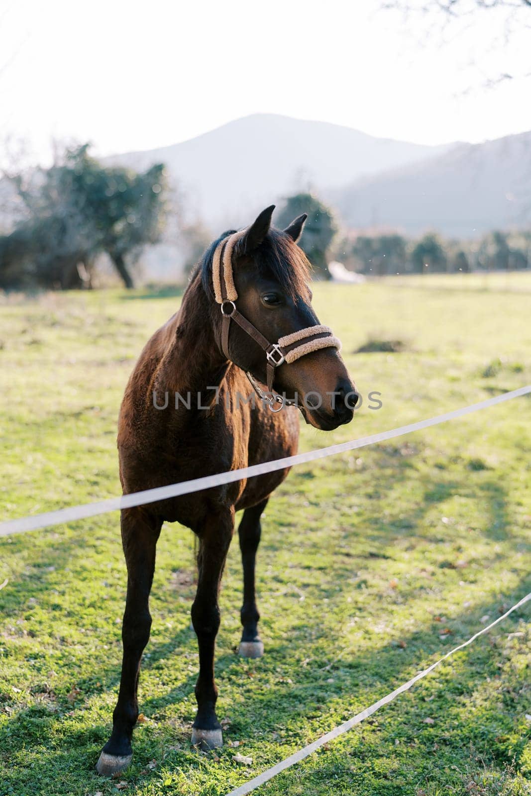 Bay horse stands near a rope fence on a green pasture and looks away. High quality photo