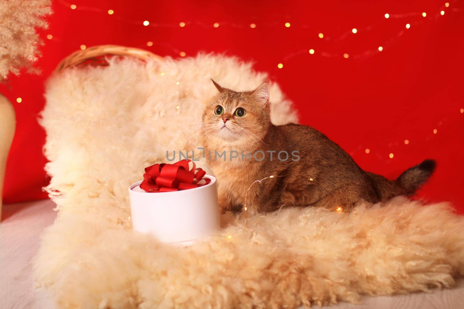 British red cat on fur near a gift box on a red background