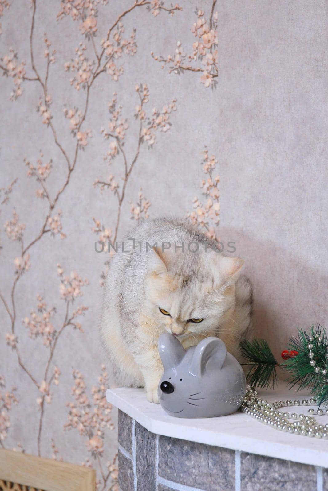 Domestic cat sits next to a gray artificial mouse