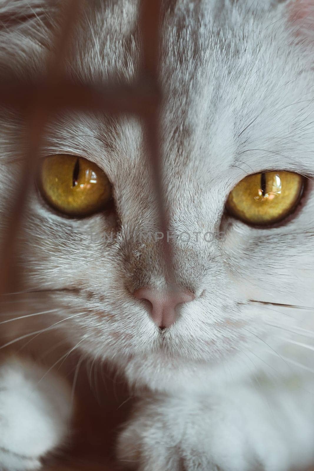 British cat with an expressive look close up