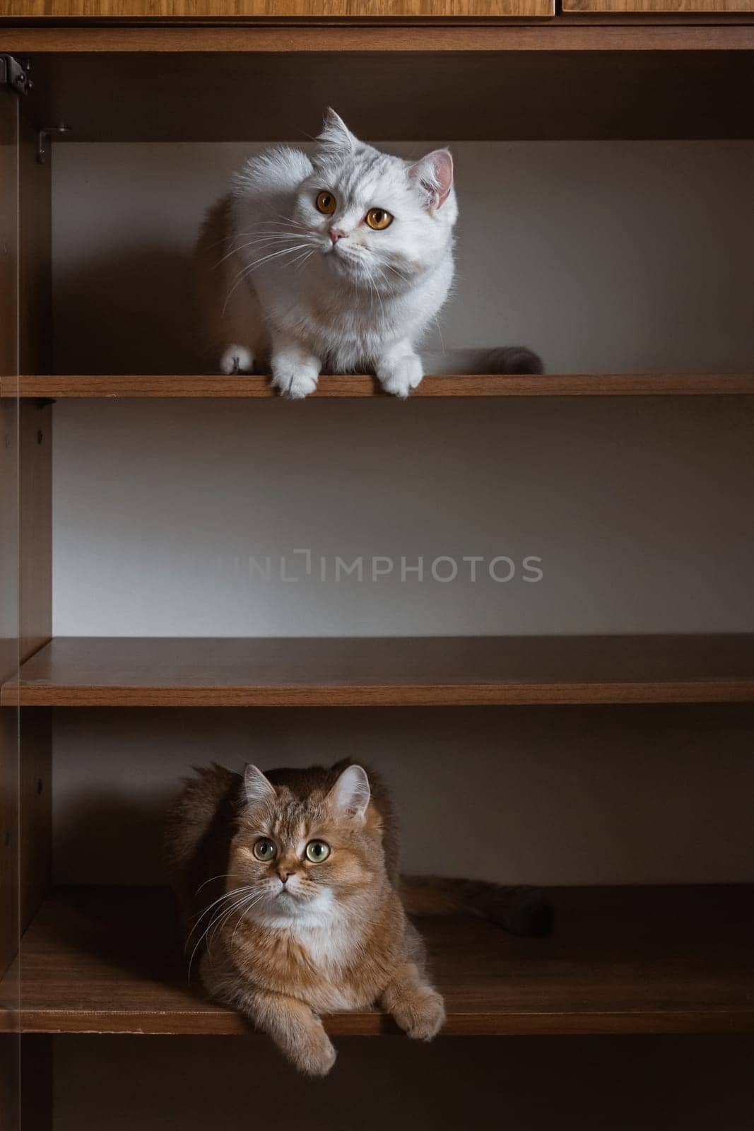 Two British bred domestic cats look at each other from different shelves of the closet