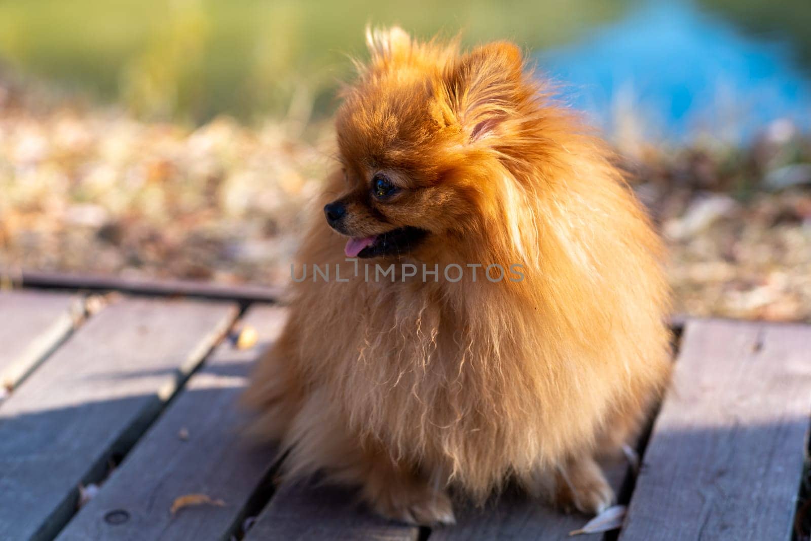 Mini pomeranian walks in the park. Pomeranian on a walk in the autumn park. Dog on the street