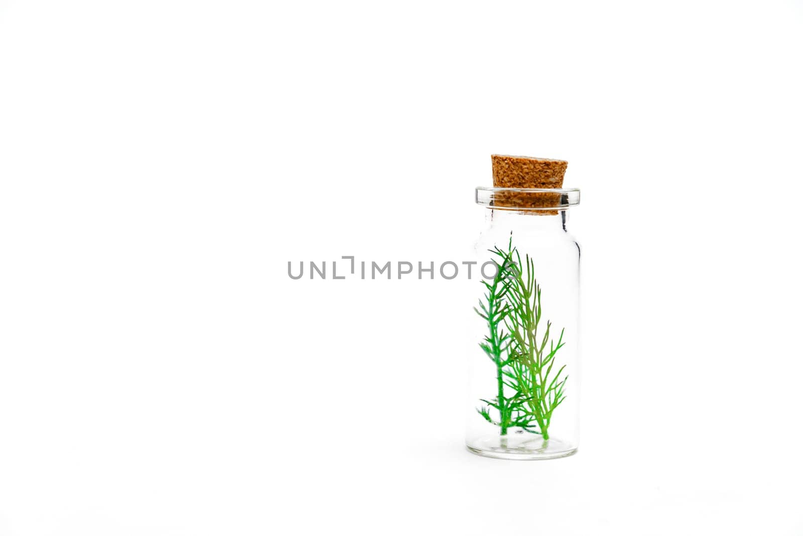 close-up of a glass jar with branches of fresh dill by joseantona