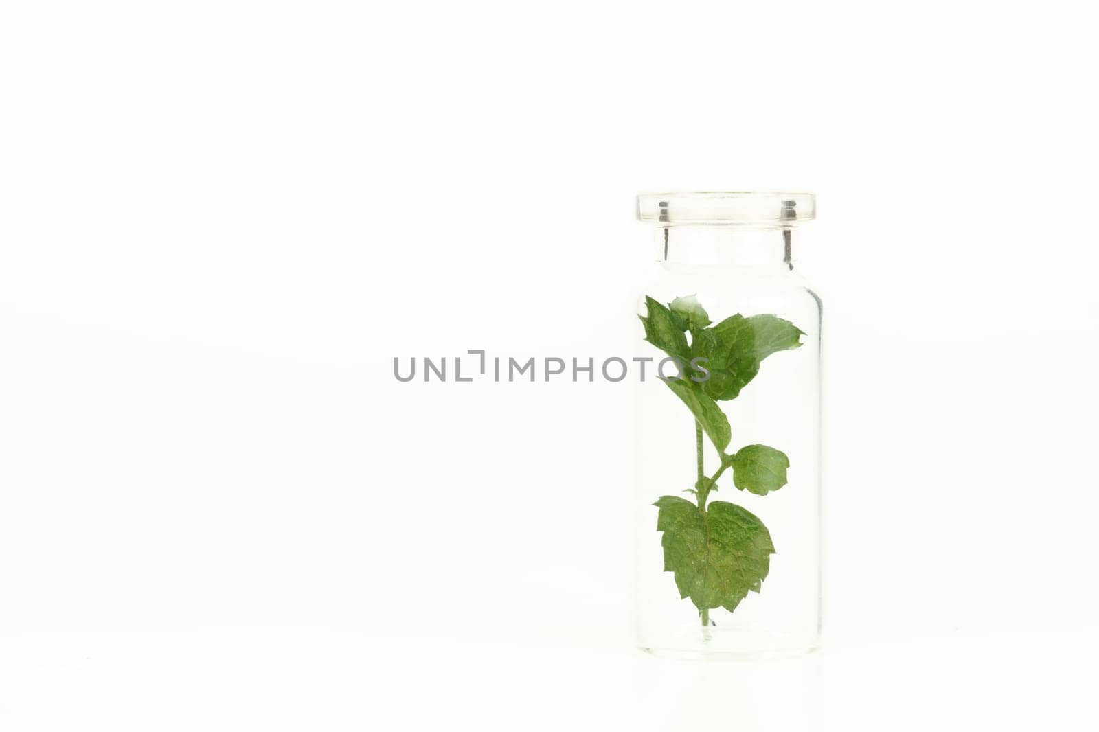 close-up of a glass jar with leaves of fresh mint isolated on white background