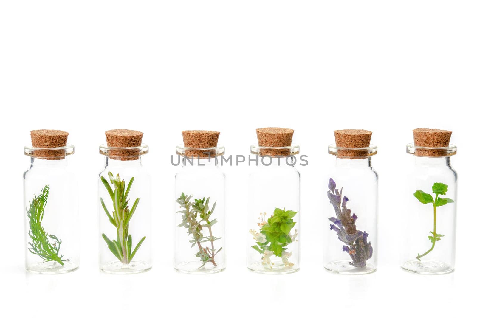 aromatic plants in a glass jar isolated on a white background,rosemary,basil,dill,mint,thyme,cilantro