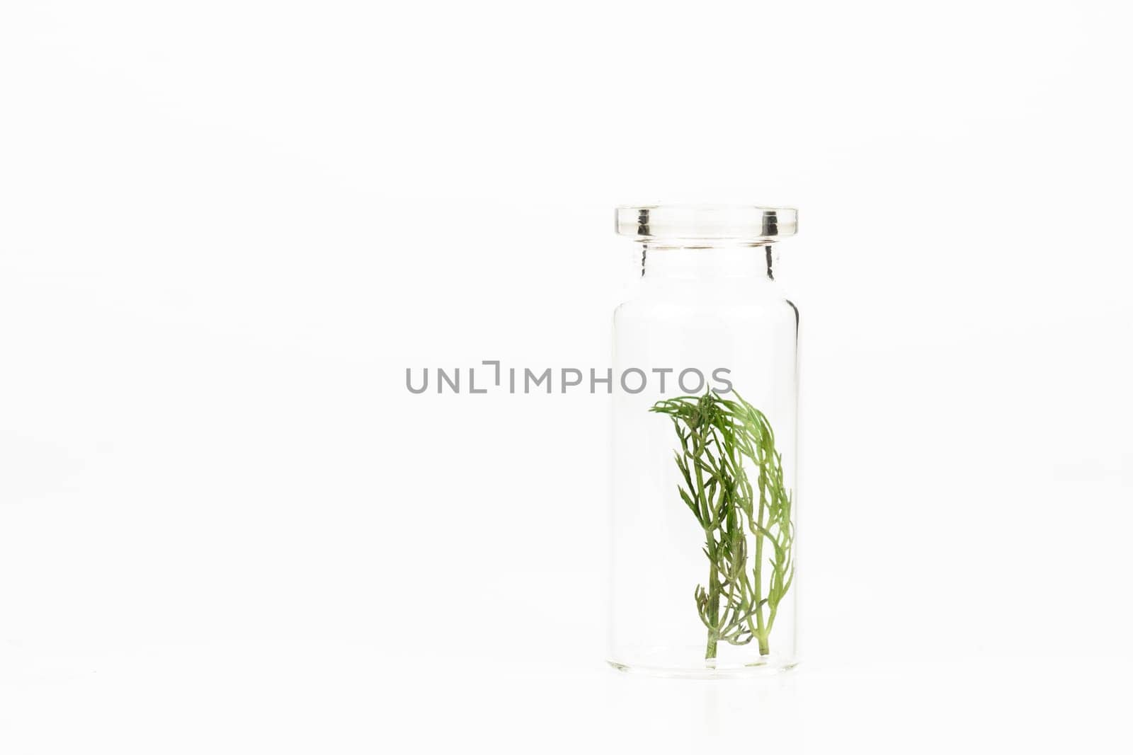 close-up of a glass jar with fresh dill leaves isolated on a white background