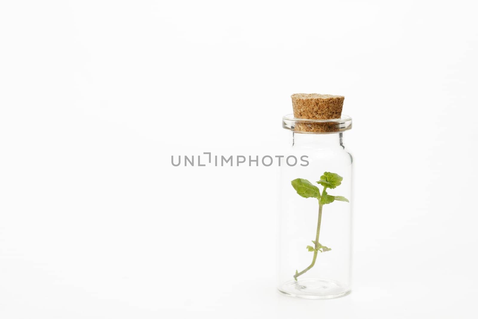 close-up of a glass jar with leaves of fresh mint isolated on white background
