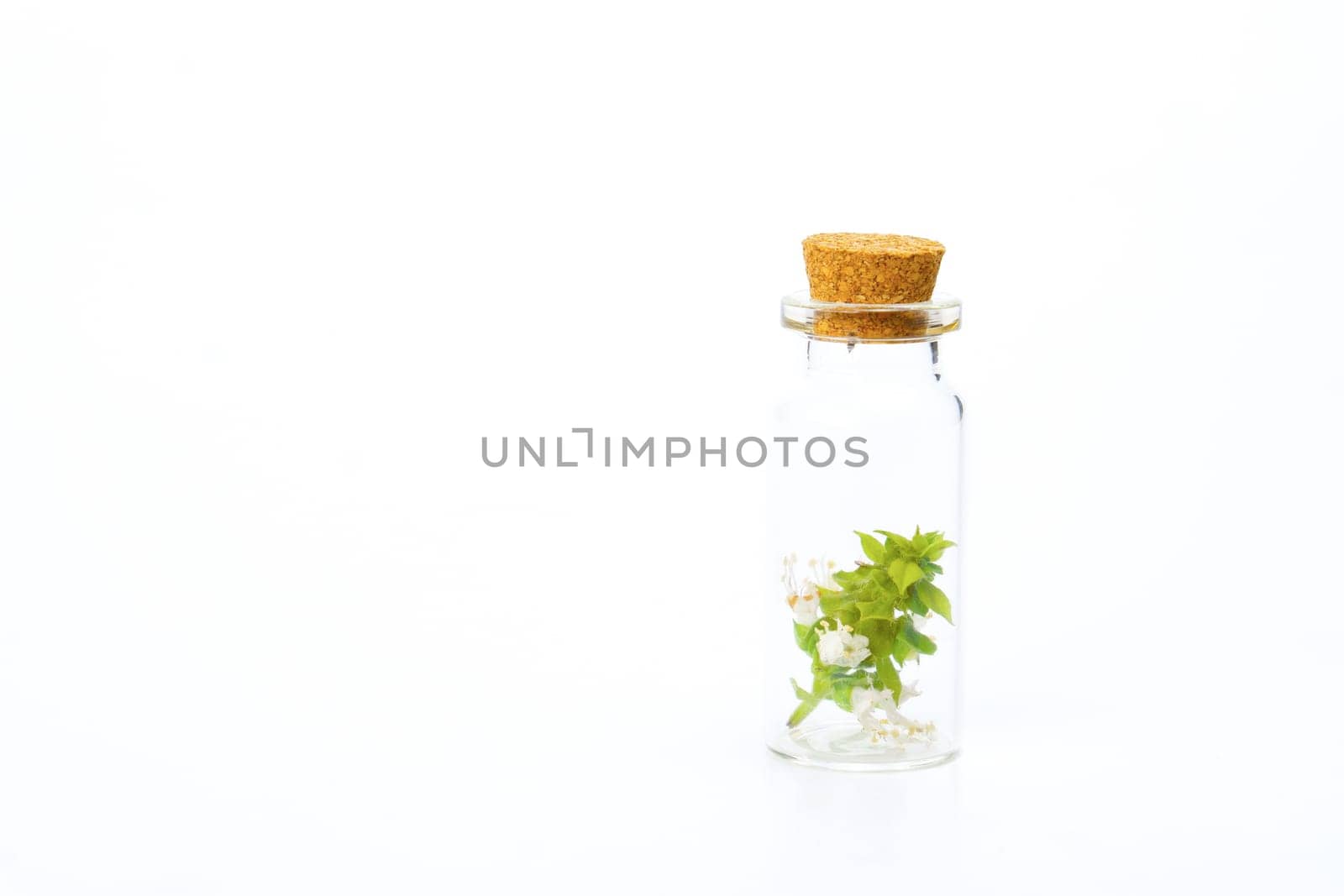 close-up of a glass jar with fresh basil branches isolated on white background