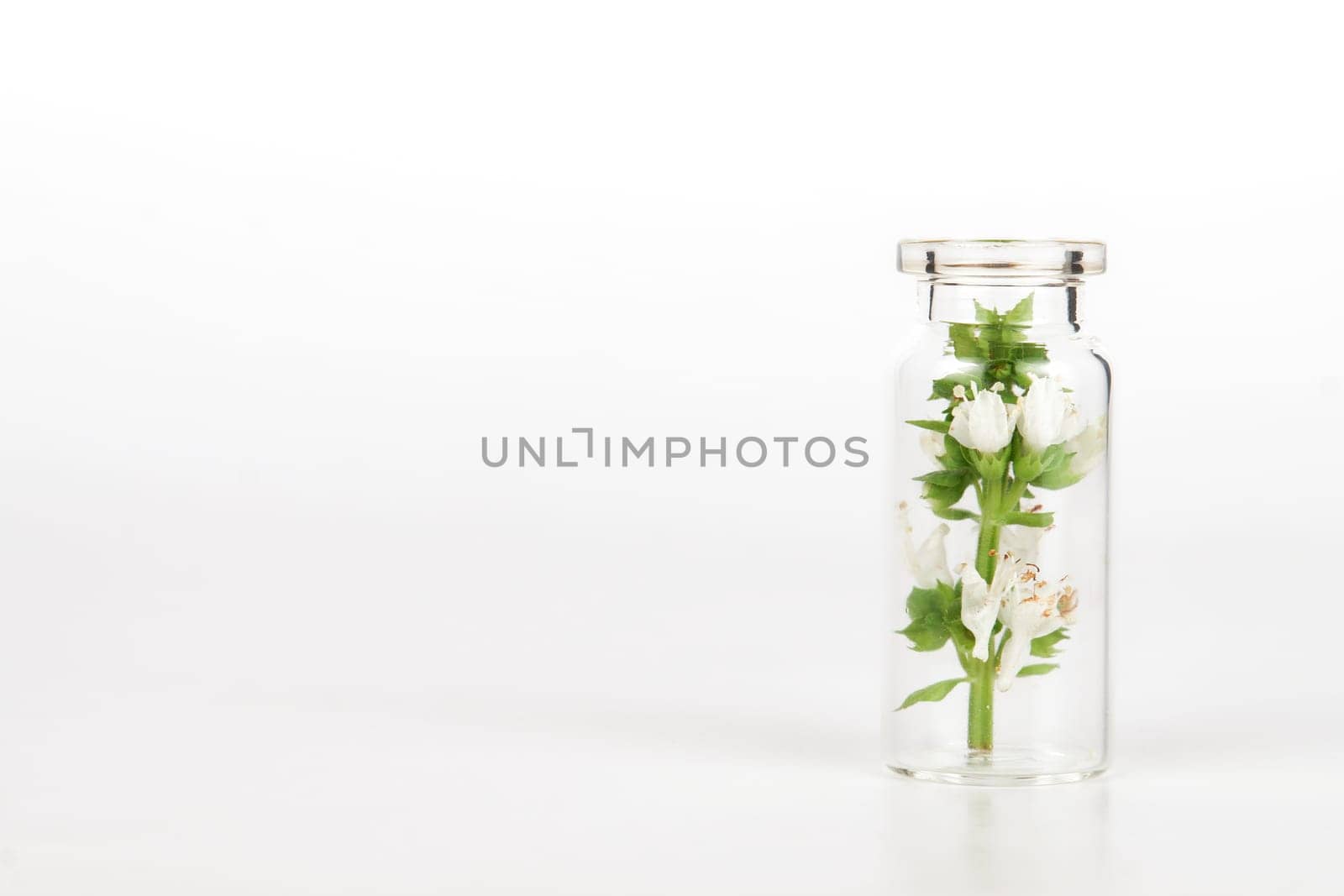 close-up of a glass jar with fresh basil branches isolated on white background