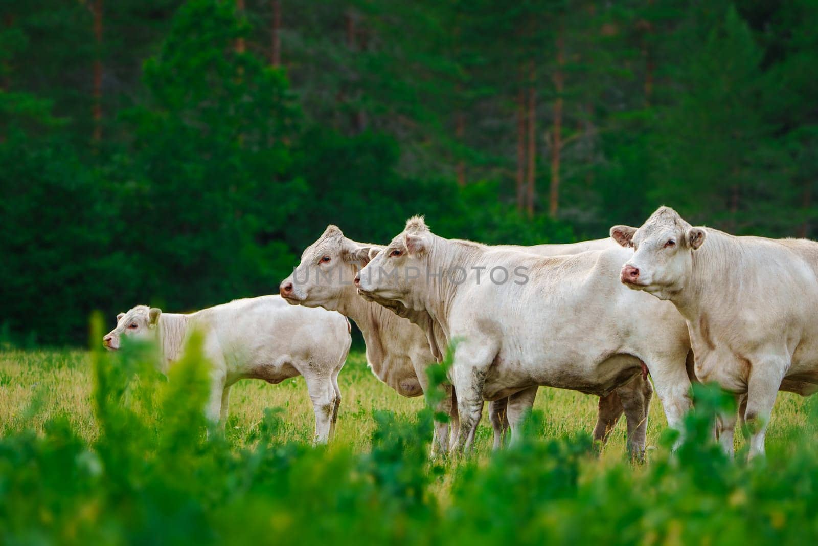 Capturing the peaceful essence of rural life, white French meat cows rest and feed on the lush, green grass under the bright sunshine of a beautiful summer day