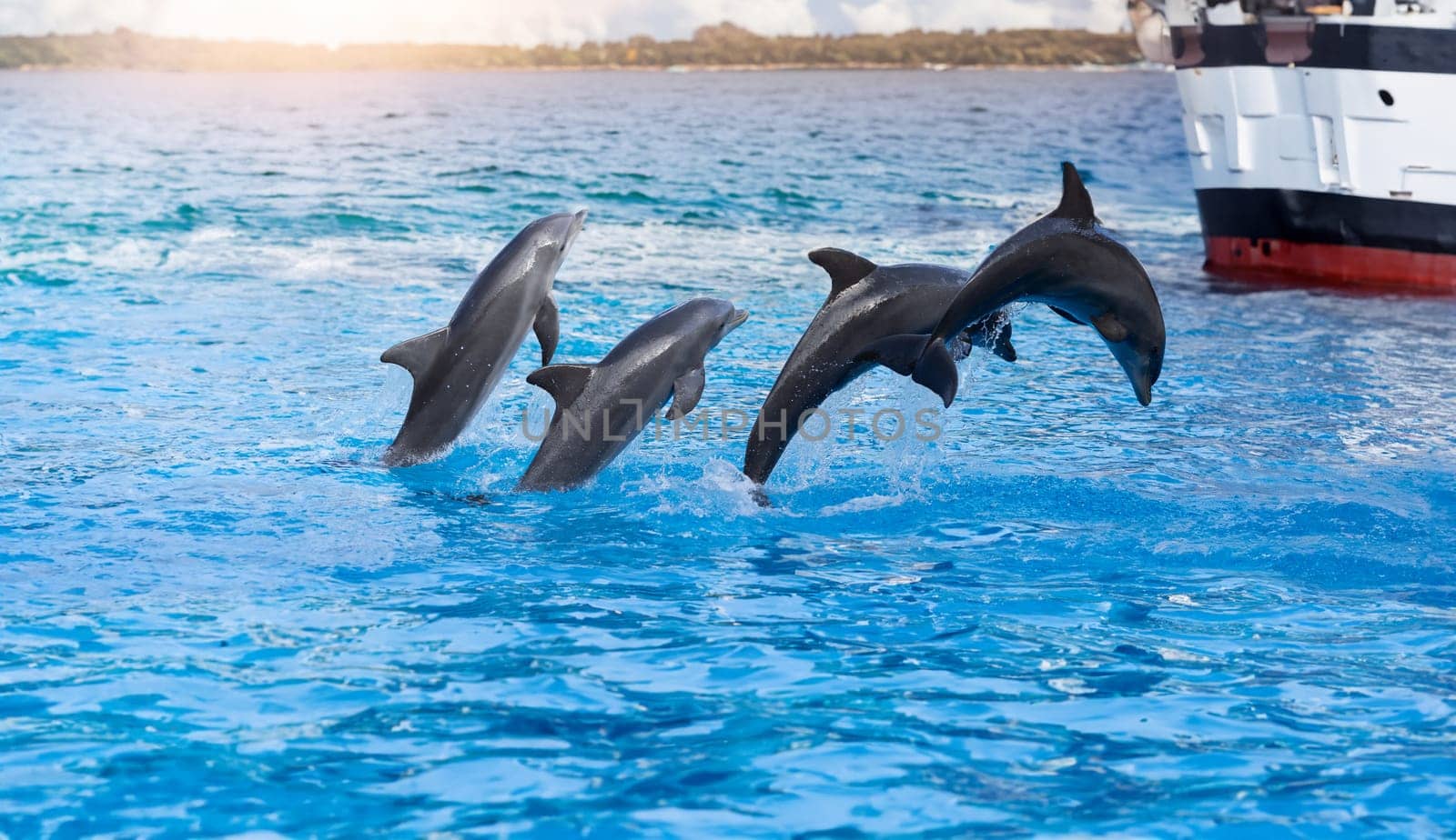 Three Playful Dolphins Leaping in Front of a Boat by Studia72