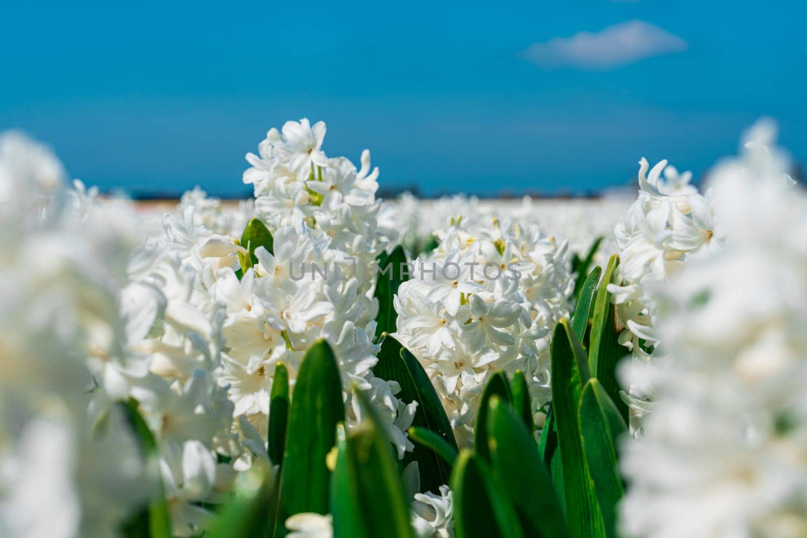 Enchanting Hyacinth Fields: Embracing the Beauty of the Netherlands in Spring by PhotoTime