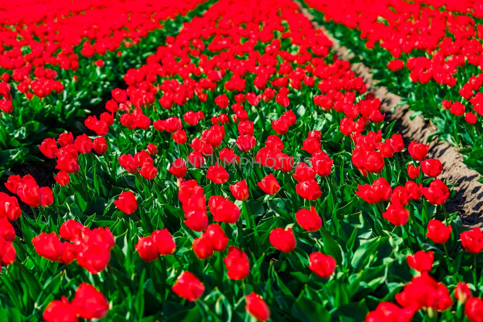 Scenic Red Tulip Fields in the Netherlands, a Captivating Display of Nature's Beauty by PhotoTime