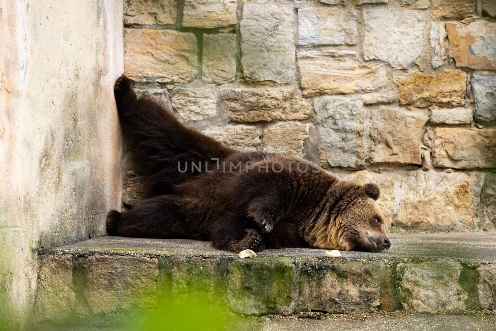 A large brown bear laying on top of a stone wall