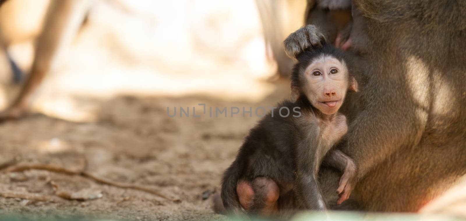 A baby monkey sitting next to an adult monkey